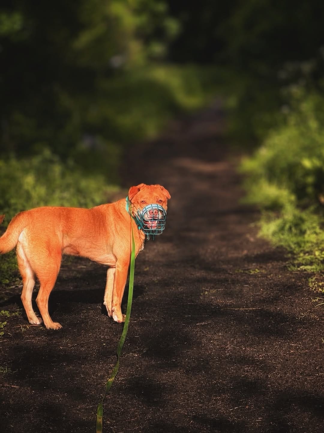 Post 2 by 𝕄𝕒𝕣𝕝𝕖𝕪 - Mutt on Instagram (image)