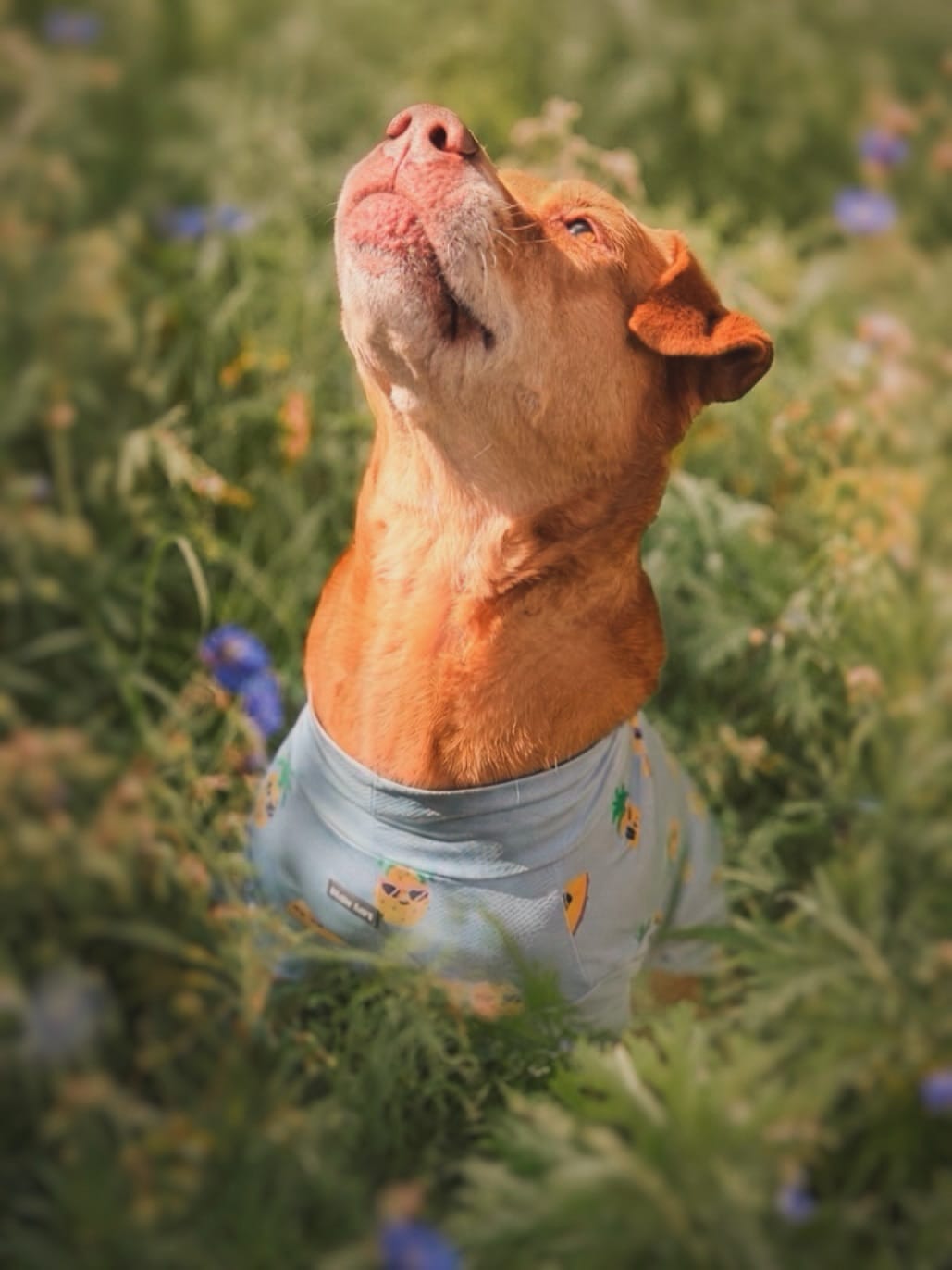 Post 3 by 𝕄𝕒𝕣𝕝𝕖𝕪 - Mutt on Instagram (image)