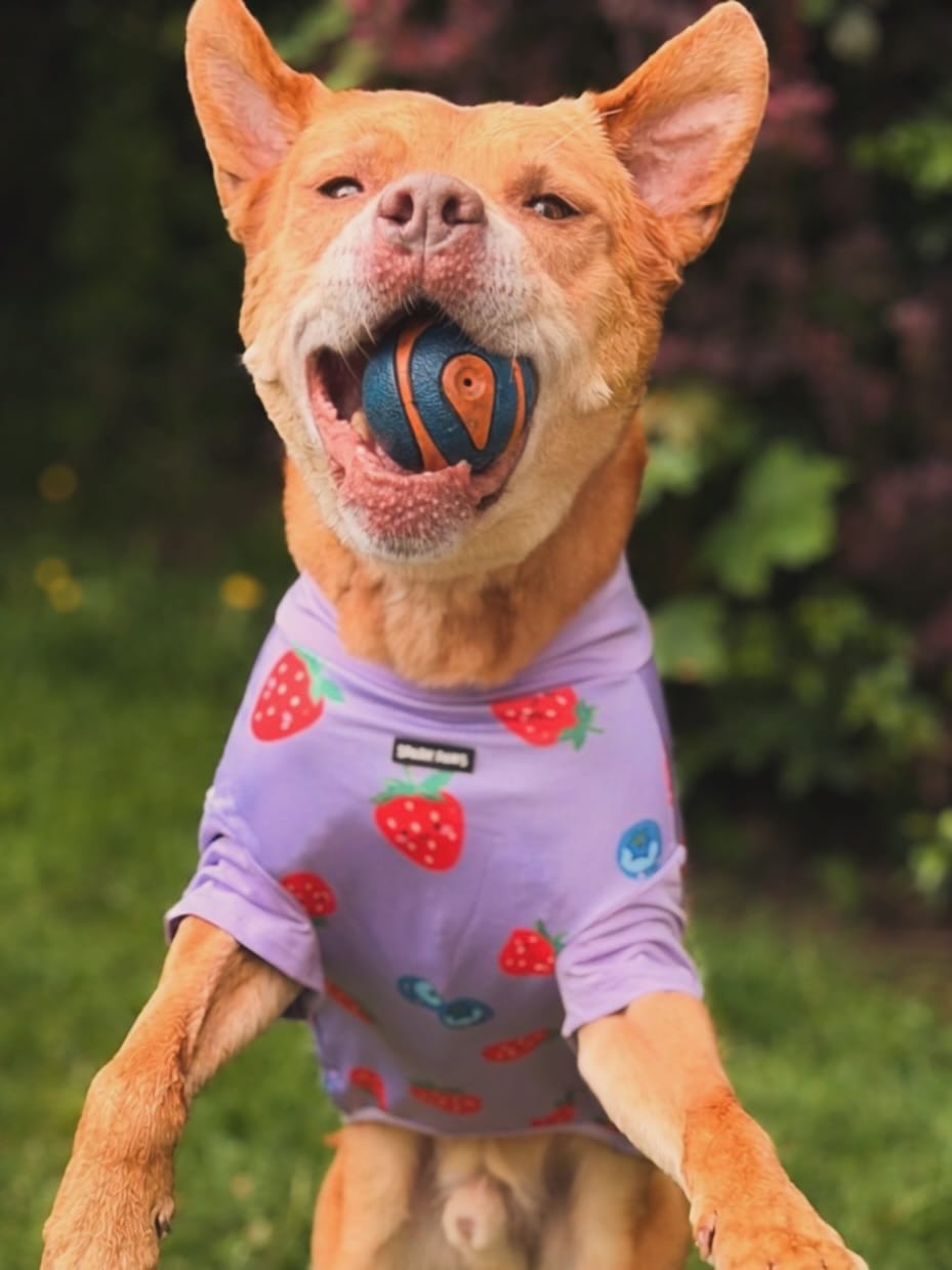 Post 8 by 𝕄𝕒𝕣𝕝𝕖𝕪 - Mutt on Instagram (image)