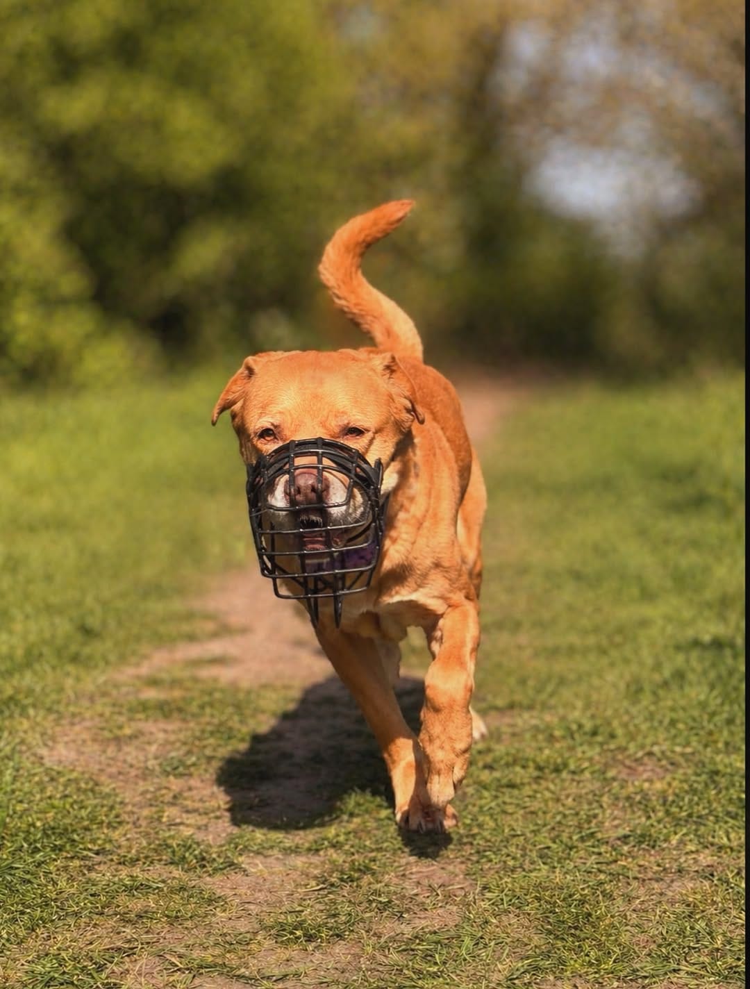 Post 10 by 𝕄𝕒𝕣𝕝𝕖𝕪 - Mutt on Instagram (image)