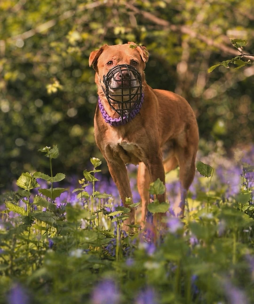 Post 9 by 𝕄𝕒𝕣𝕝𝕖𝕪 - Mutt on Instagram (image)