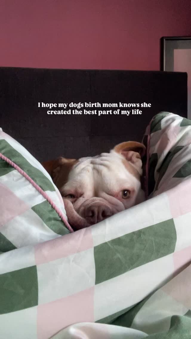 Post 5 by Roisin & Nina 🥾🐾 on Instagram (video)