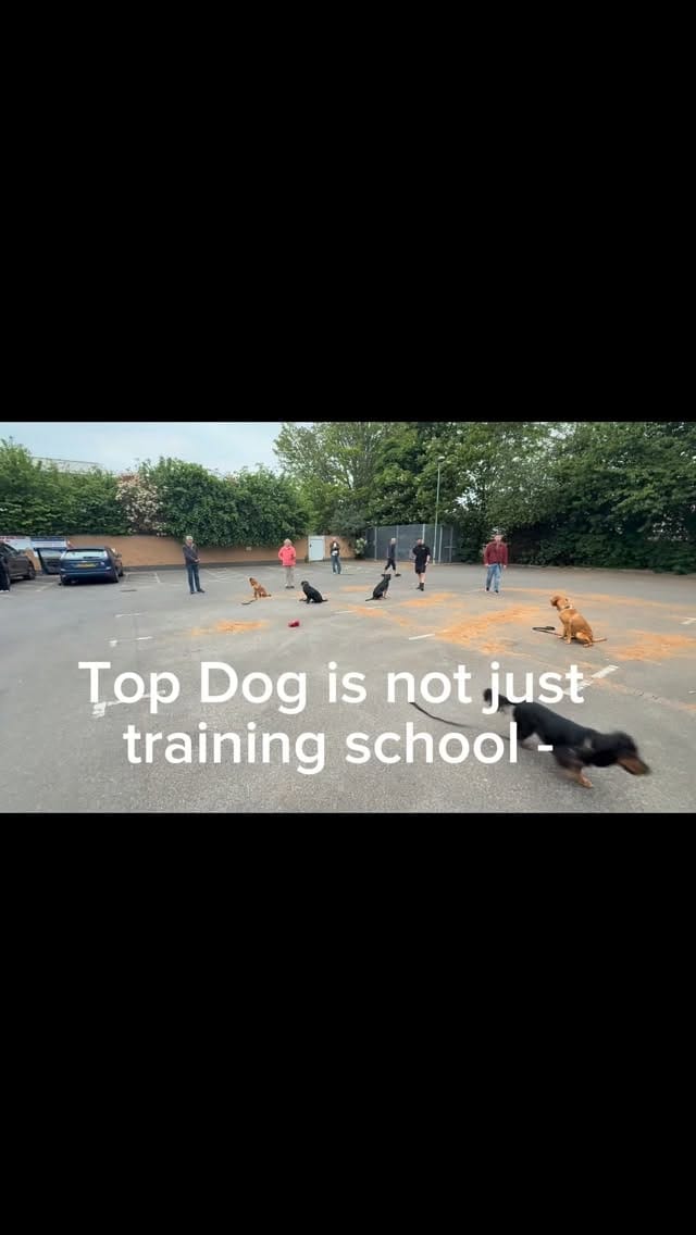 Post 3 by Top Dog Training School on Instagram (video)