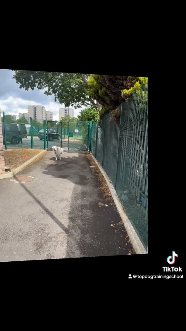 Post 5 by Top Dog Training School on Instagram (video)
