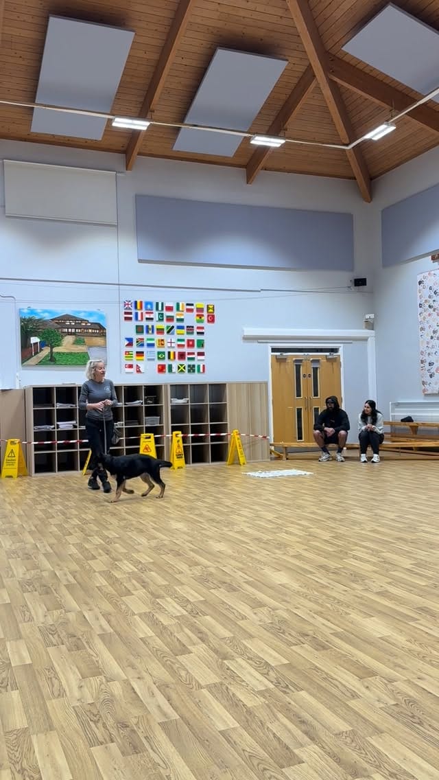 Post 9 by Top Dog Training School on Instagram (video)