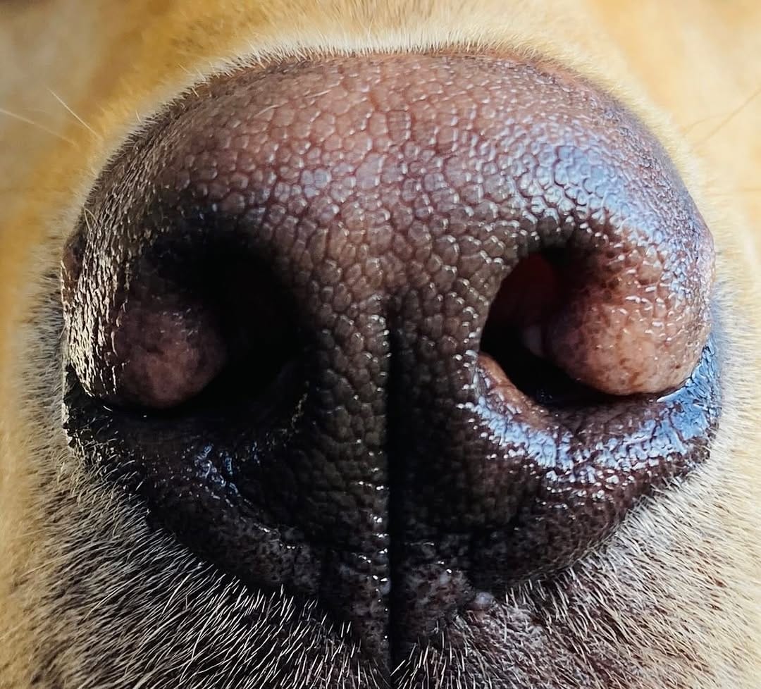 Post 6 by Top Dog Training School on Instagram (image)