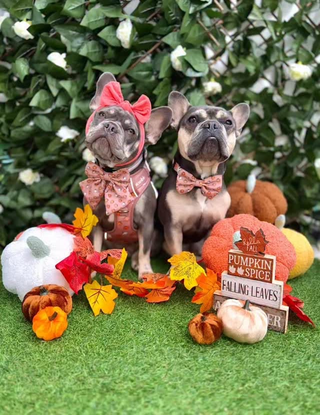 Post 4 by Cookie & Chewkie® on Instagram (video)