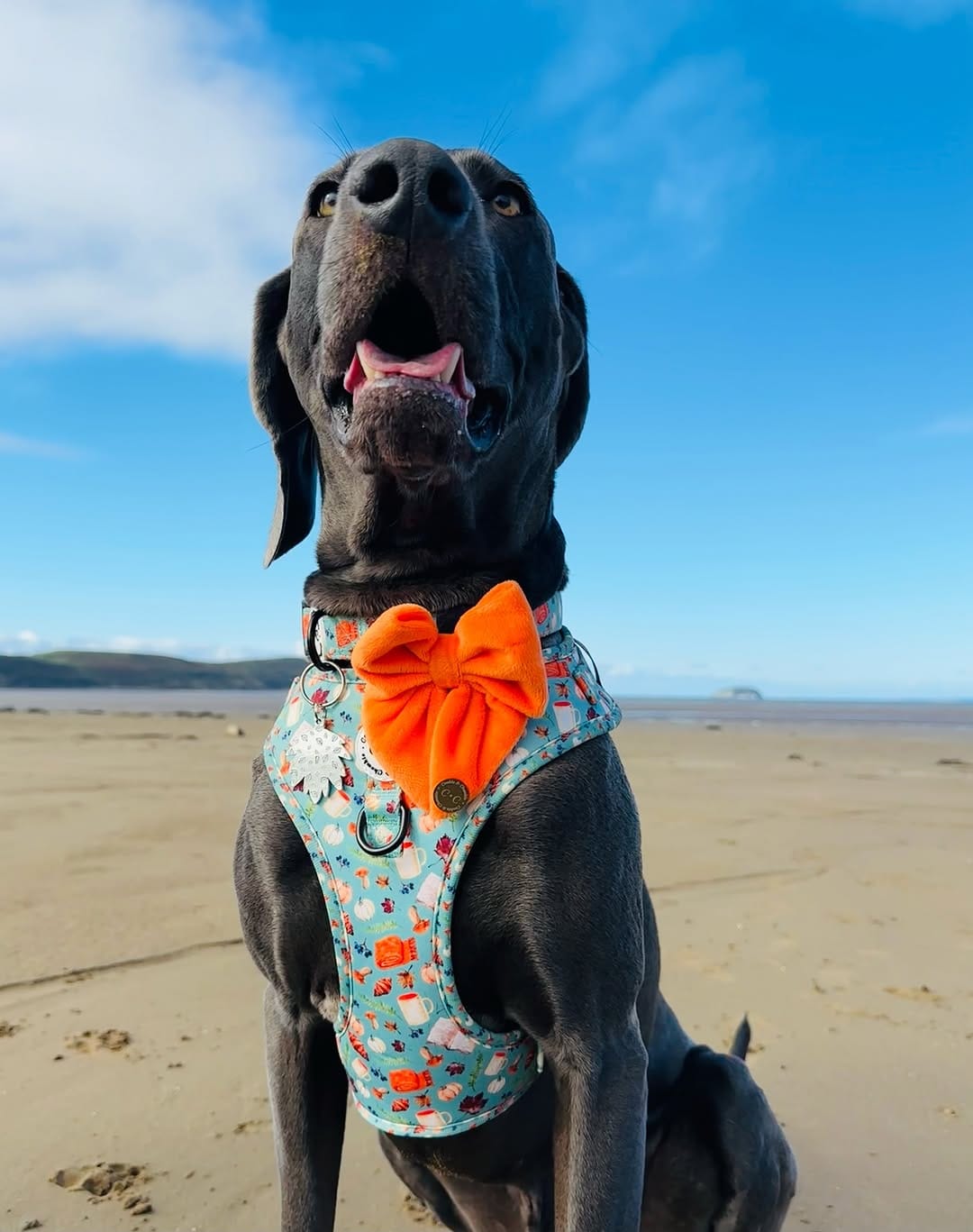 Post 8 by Cookie & Chewkie® on Instagram (image)