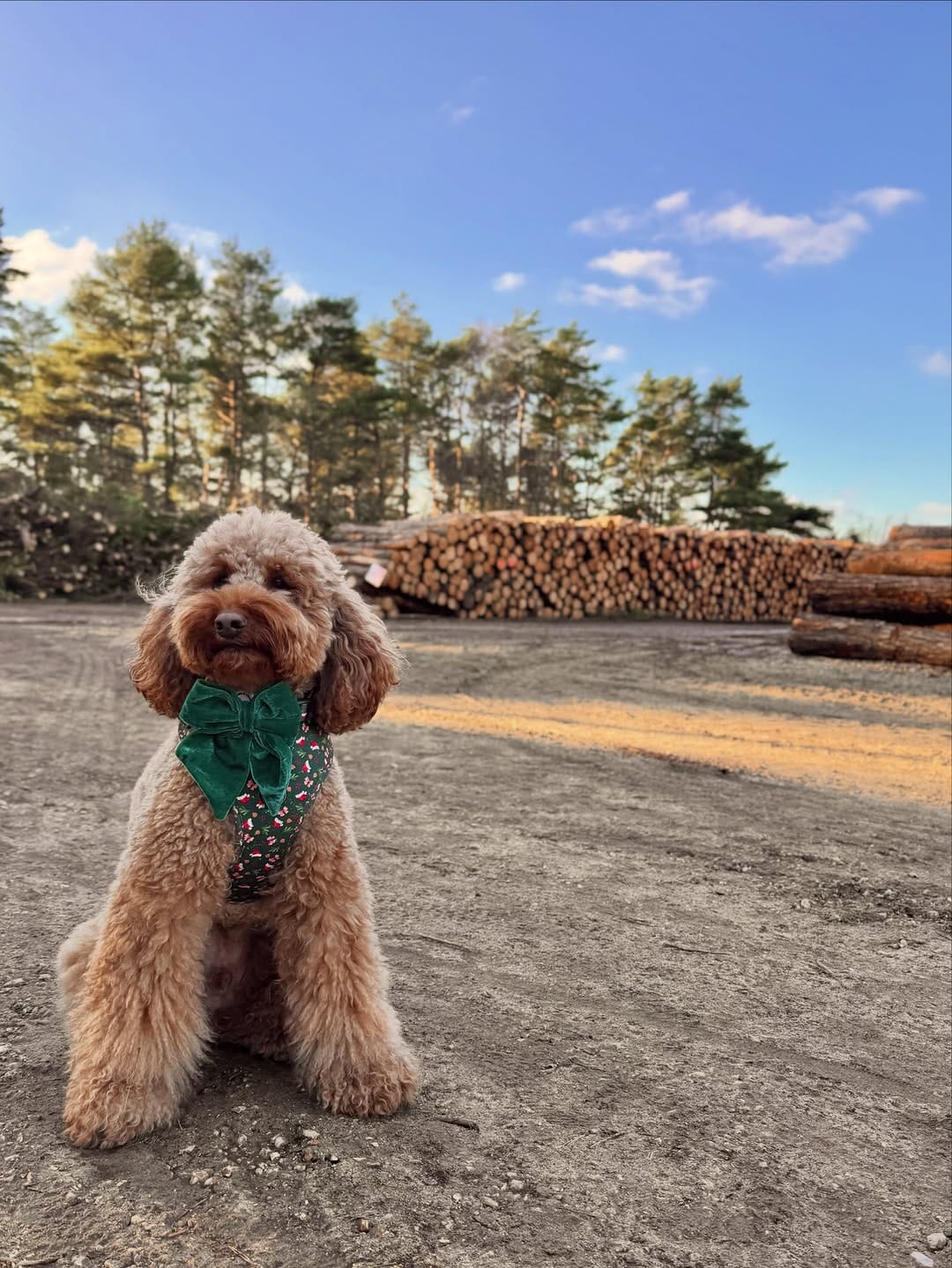 Post 1 by Cookie & Chewkie® on Instagram (image)