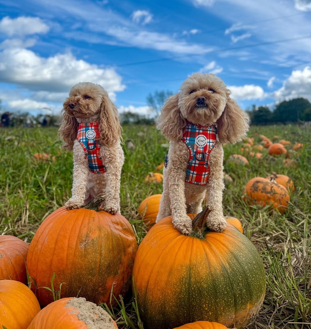 Post 2 by Cookie & Chewkie® on Instagram (carousel)