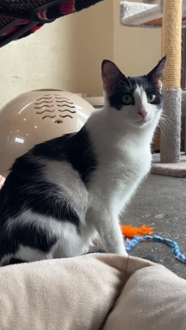 Post 1 by Gatos And Beans on Instagram (video)