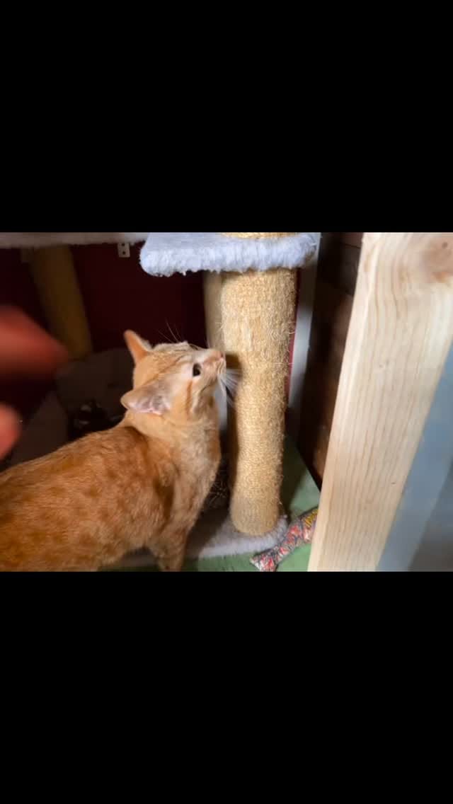 Post 8 by Gatos And Beans on Instagram (video)