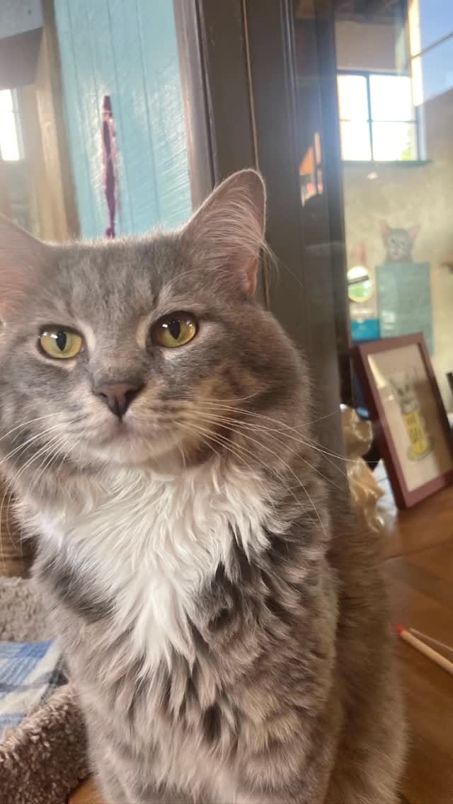 Post 3 by Gatos And Beans on Instagram (video)