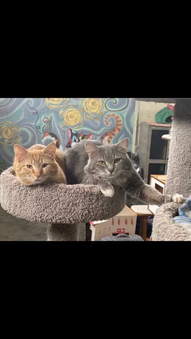 Post 2 by Gatos And Beans on Instagram (video)