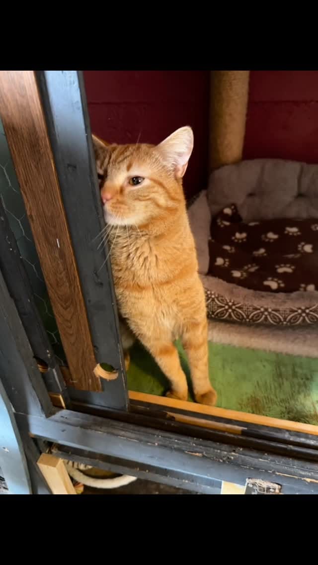 Post 4 by Gatos And Beans on Instagram (video)
