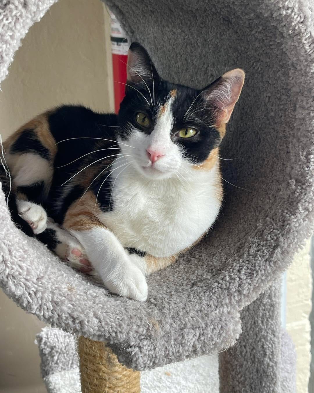 Post 5 by Gatos And Beans on Instagram (carousel)