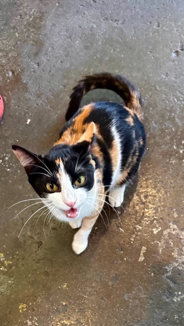 Post 6 by Gatos And Beans on Instagram (video)