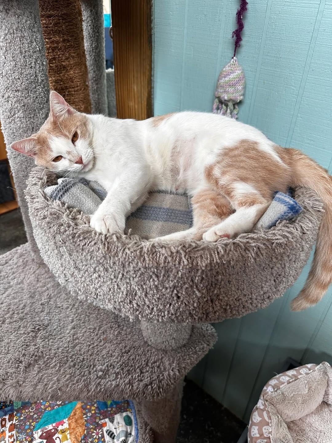 Post 7 by Gatos And Beans on Instagram (carousel)