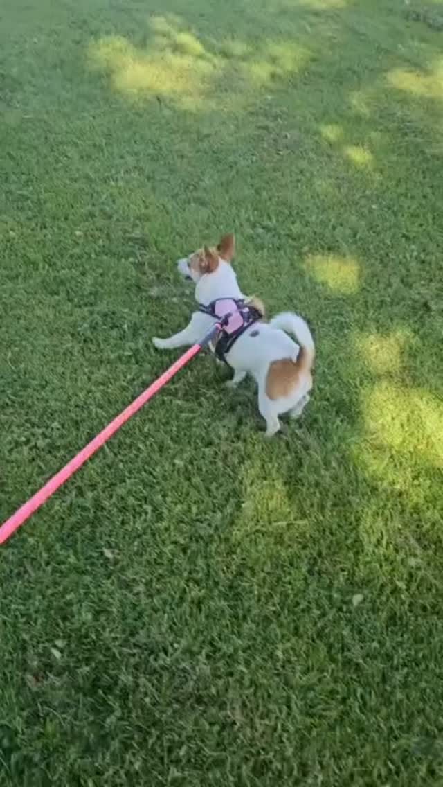 Post 2 by Pet Sitter | Dog Walker | Cat Sitter | Wedding Chaperone on Instagram (video)