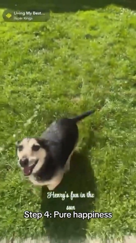 Post 6 by Pet Sitter | Dog Walker | Cat Sitter | Wedding Chaperone on Instagram (video)