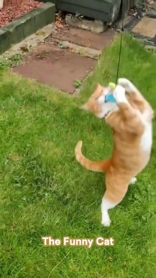 Post 4 by Pet Sitter | Dog Walker | Cat Sitter | Wedding Chaperone on Instagram (video)