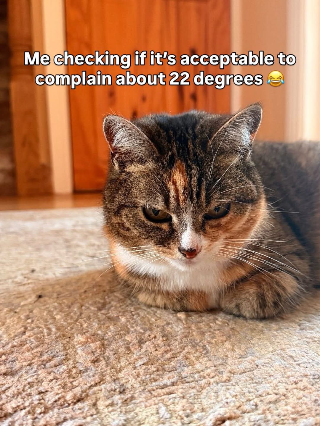 Post 3 by Pet Sitter | Dog Walker | Cat Sitter | Wedding Chaperone on Instagram (image)