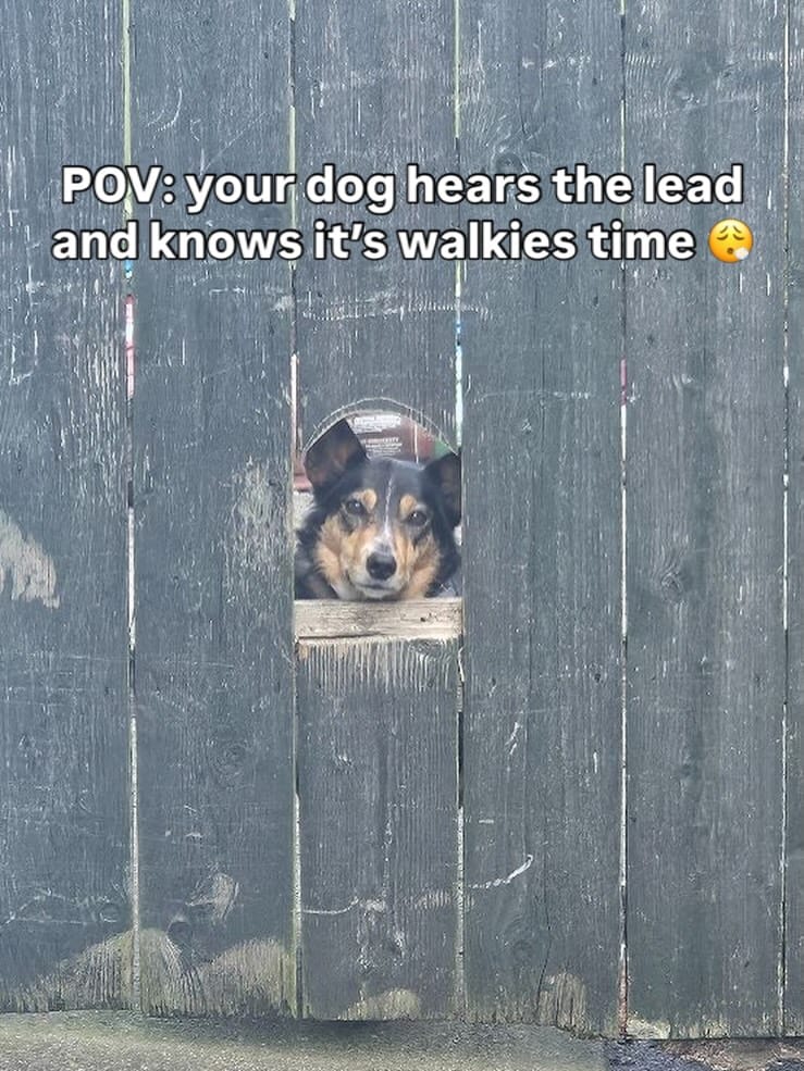 Post 7 by Pet Sitter | Dog Walker | Cat Sitter | Wedding Chaperone on Instagram (image)