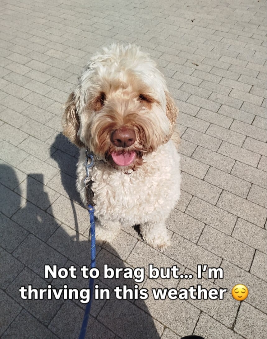 Post 1 by Pet Sitter | Dog Walker | Cat Sitter | Wedding Chaperone on Instagram (image)