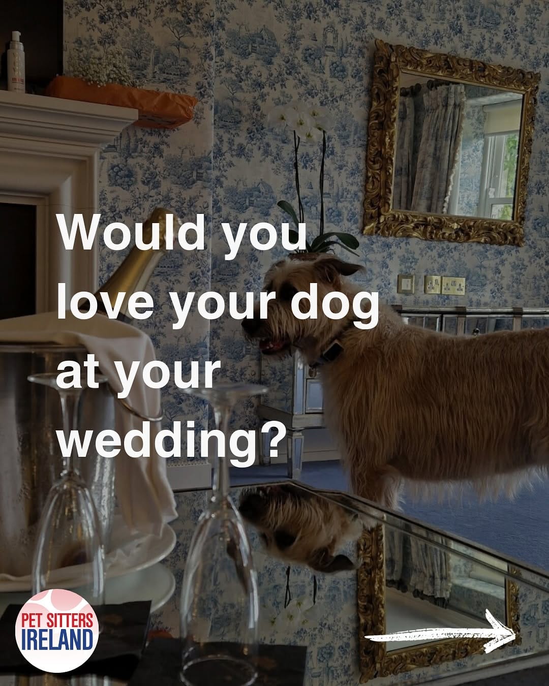 Post 8 by Pet Sitter | Dog Walker | Cat Sitter | Wedding Chaperone on Instagram (carousel)