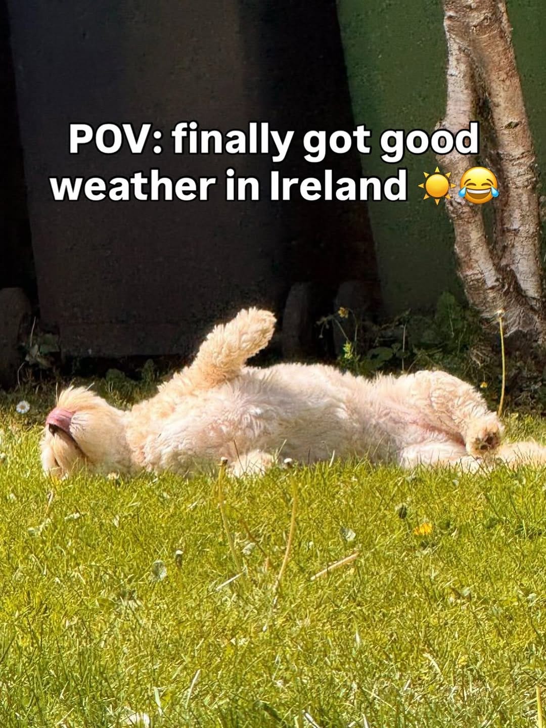 Post 5 by Pet Sitter | Dog Walker | Cat Sitter | Wedding Chaperone on Instagram (image)