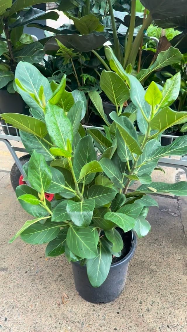 Post 9 by Sydney Plants and Pots Shop on Instagram (video)