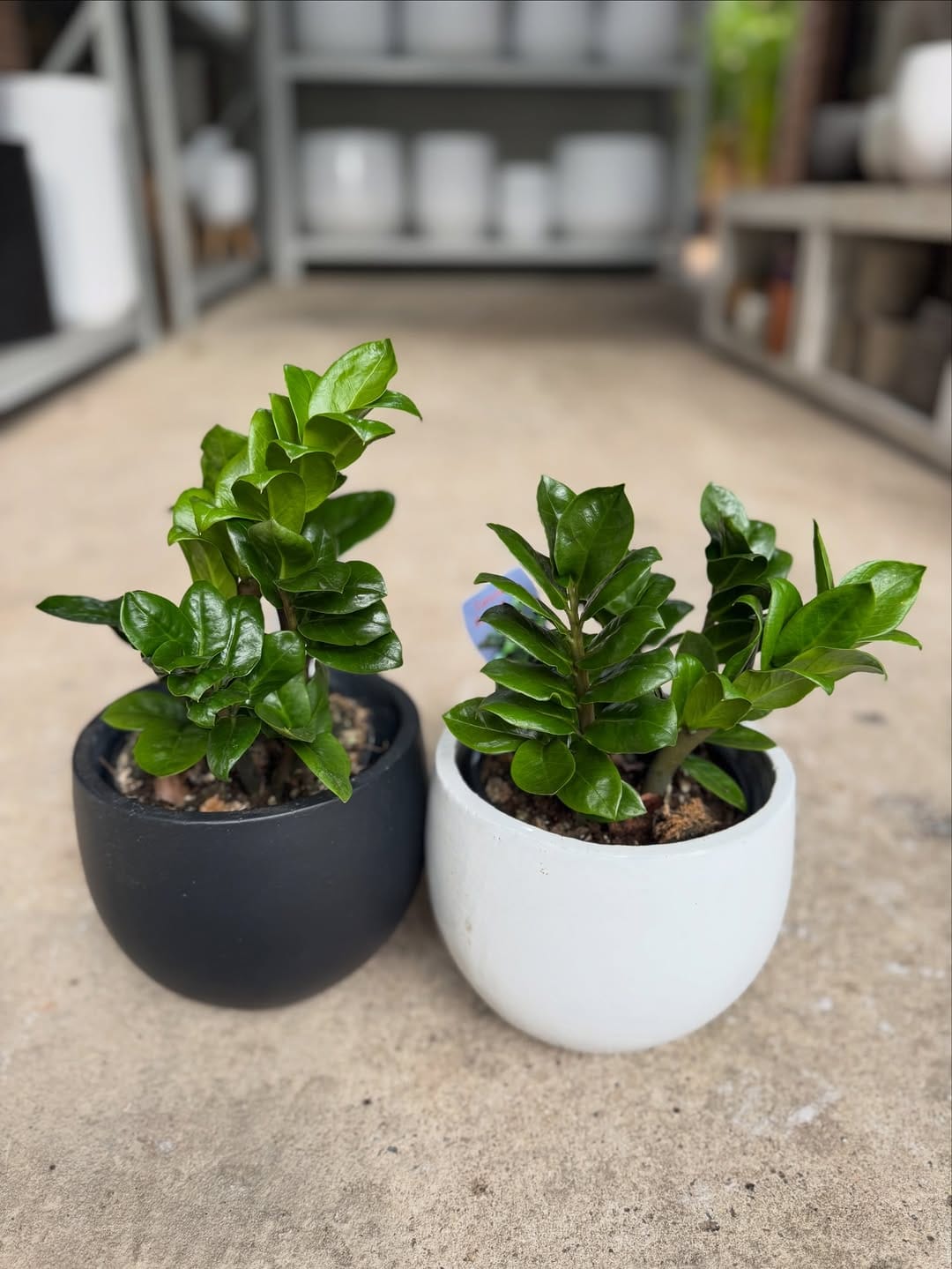 Post 6 by Sydney Plants and Pots Shop on Instagram (image)