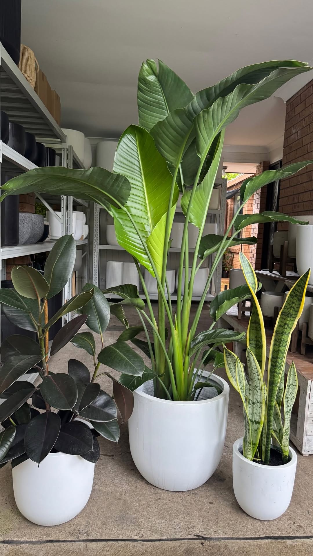 Post 1 by Sydney Plants and Pots Shop on Instagram (video)