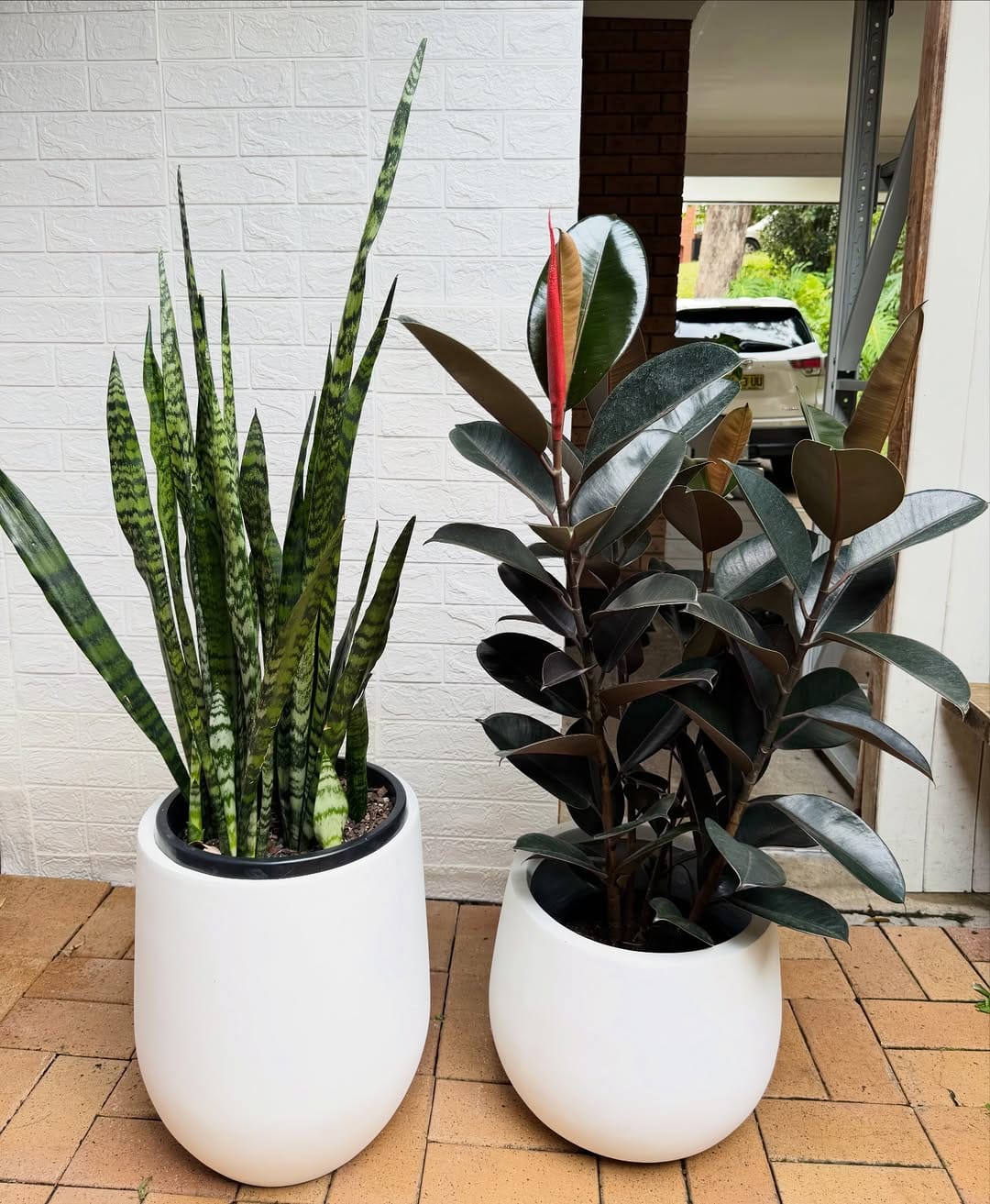 Post 3 by Sydney Plants and Pots Shop on Instagram (image)