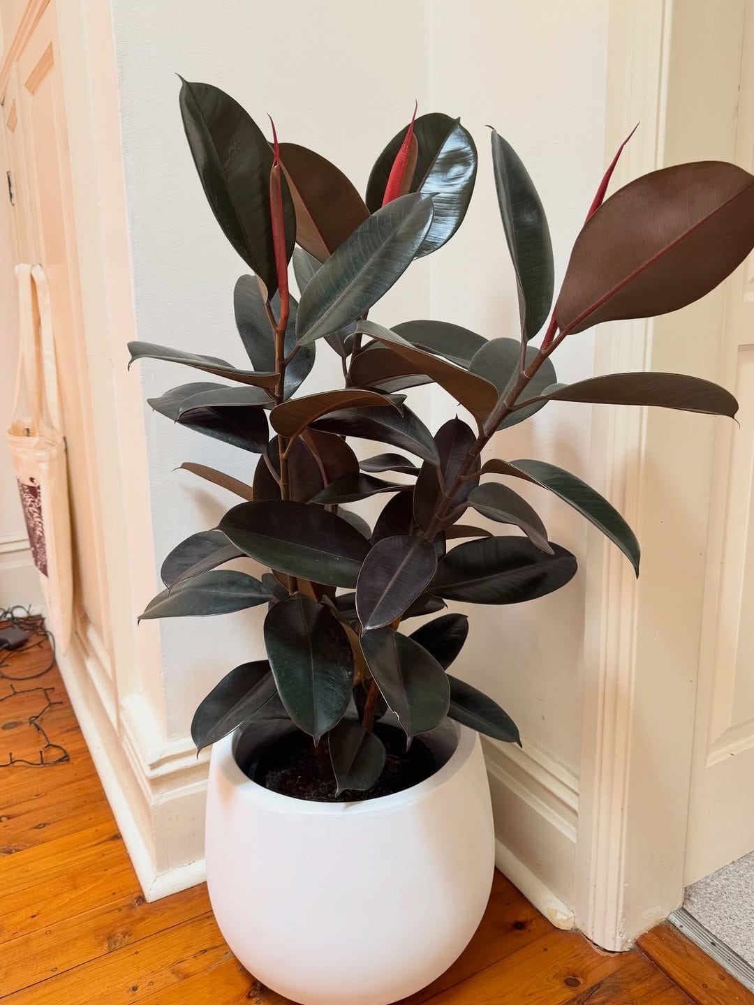 Post 8 by Sydney Plants and Pots Shop on Instagram (image)