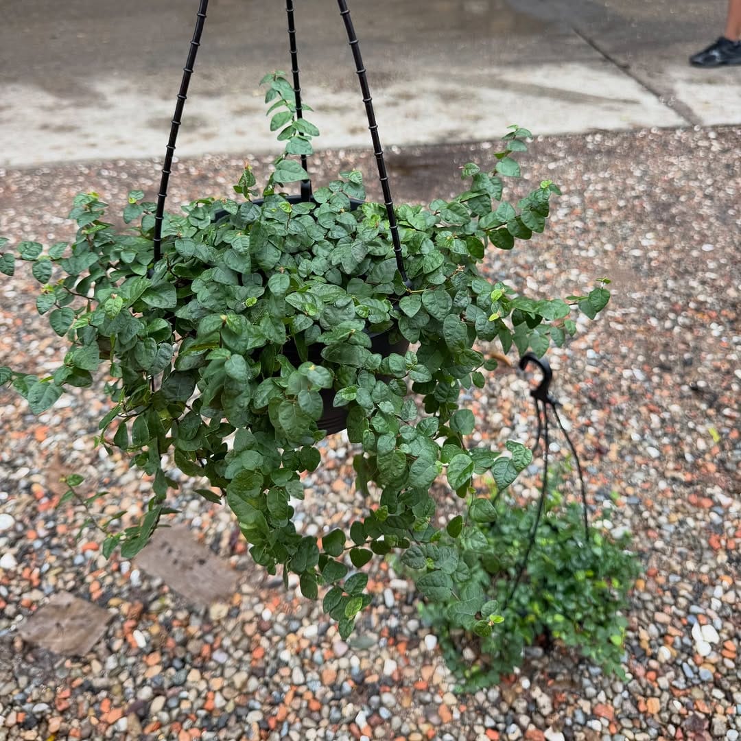 Post 7 by Sydney Plants and Pots Shop on Instagram (image)