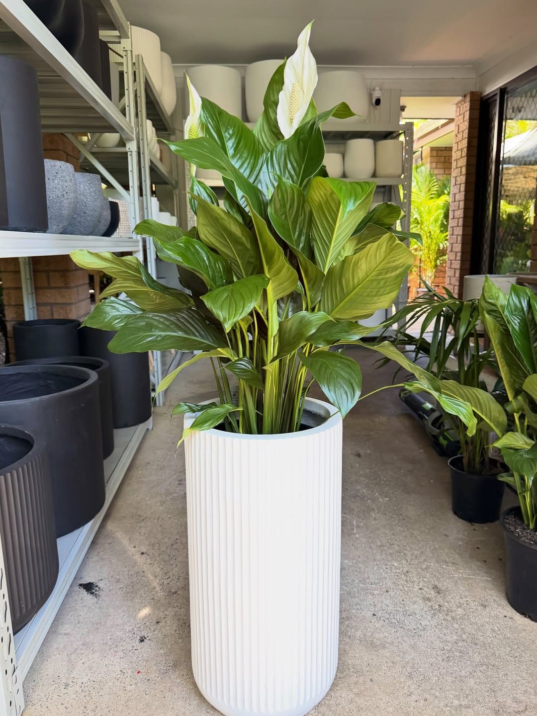 Post 2 by Sydney Plants and Pots Shop on Instagram (image)
