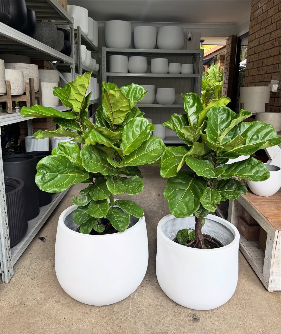 Post 10 by Sydney Plants and Pots Shop on Instagram (image)