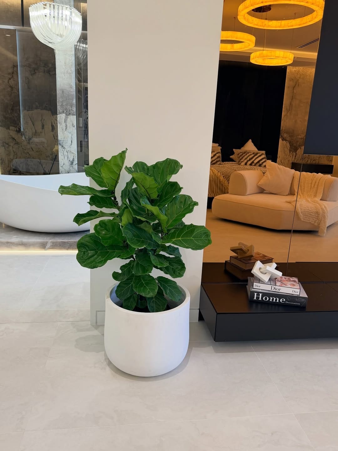 Post 4 by Sydney Plants and Pots Shop on Instagram (carousel)