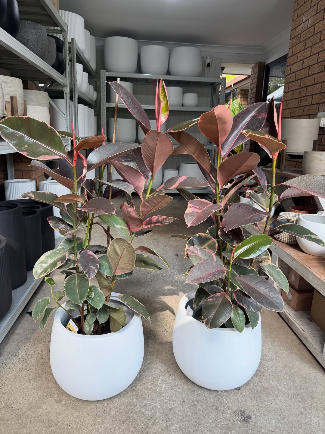 Post 5 by Sydney Plants and Pots Shop on Instagram (carousel)