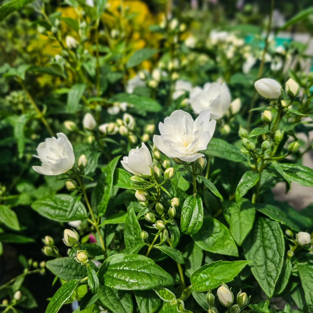 Post 3 by Designs by Lee | Garden Center on Instagram (carousel)