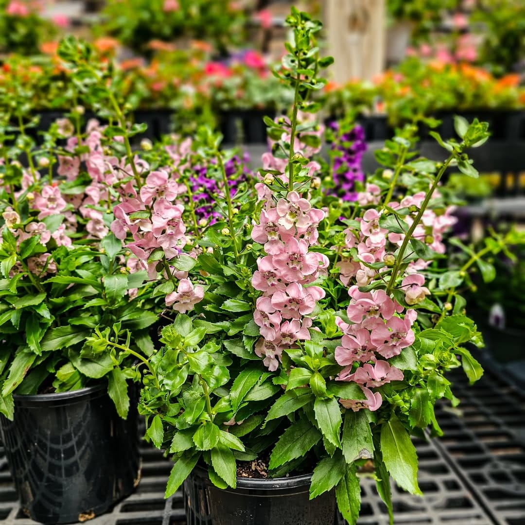 Post 10 by Designs by Lee | Garden Center on Instagram (carousel)