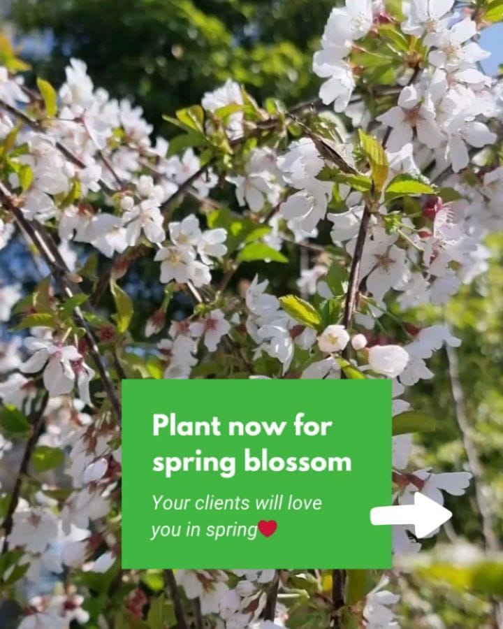 Post 3 by Plantmark | Wholesale Plant Nursery on Instagram (carousel)