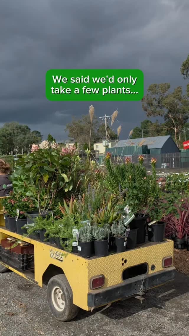 Post 6 by Plantmark | Wholesale Plant Nursery on Instagram (video)