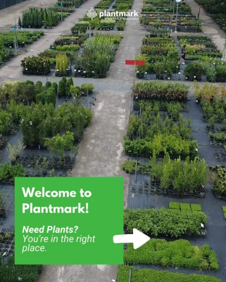 Post 8 by Plantmark | Wholesale Plant Nursery on Instagram (carousel)