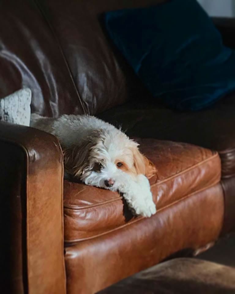 Post 4 by Archer Pupperino on Instagram (image)