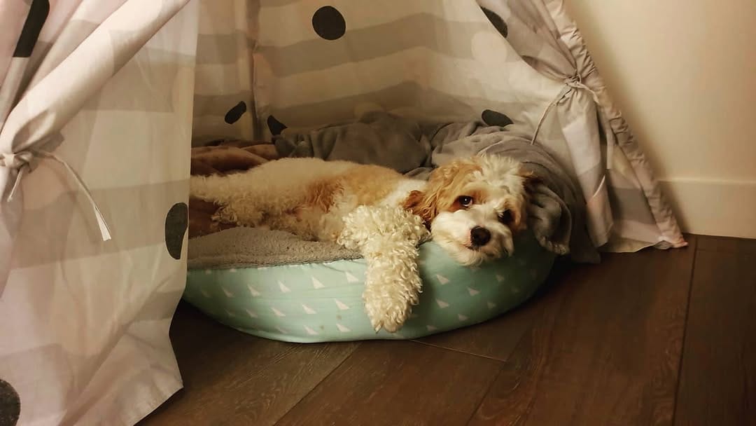 Post 3 by Archer Pupperino on Instagram (image)