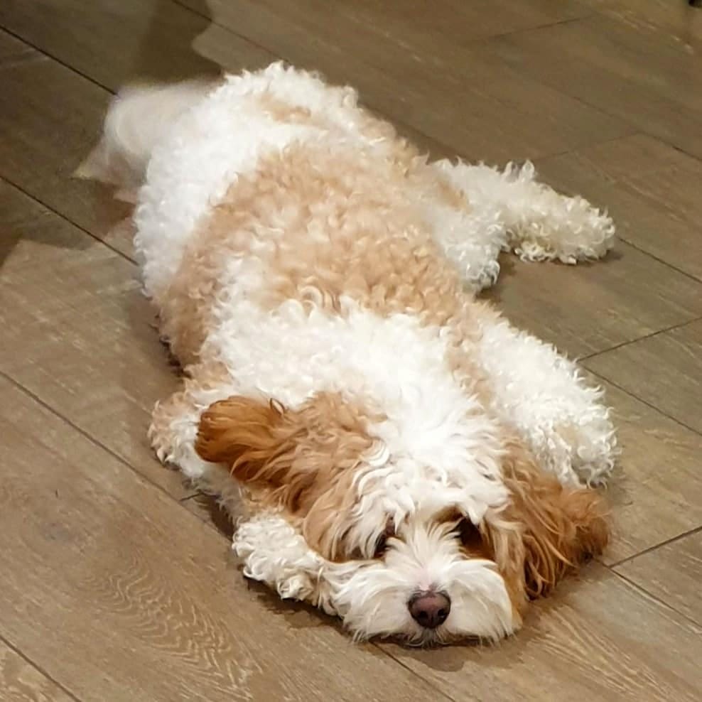Post 2 by Archer Pupperino on Instagram (image)