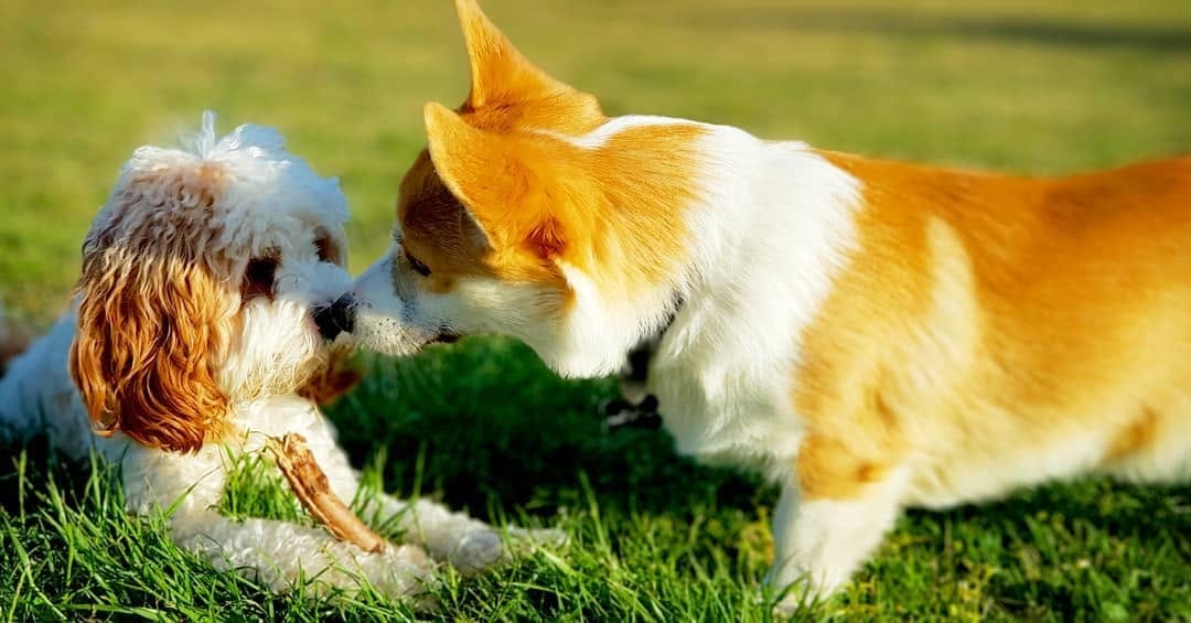 Post 10 by Archer Pupperino on Instagram (image)
