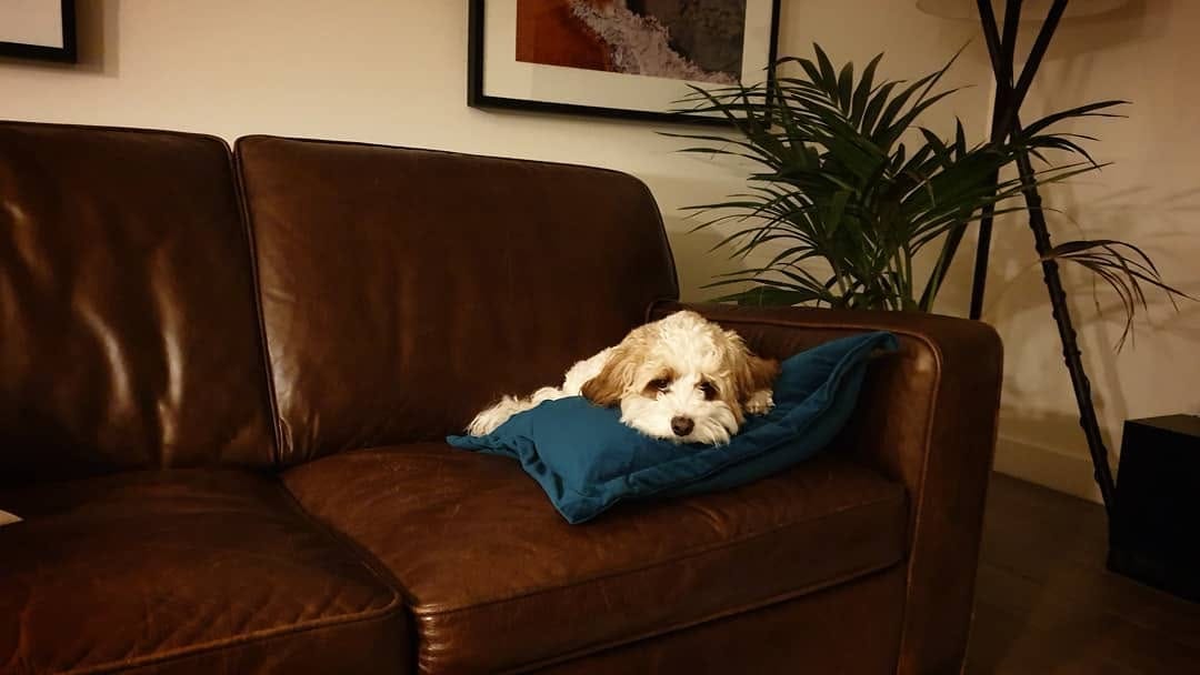 Post 6 by Archer Pupperino on Instagram (image)
